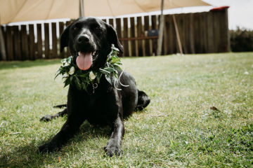 Black Labrador at wedding with green floral wreath
