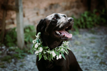 Black Labrador dog at wedding with floral wreath